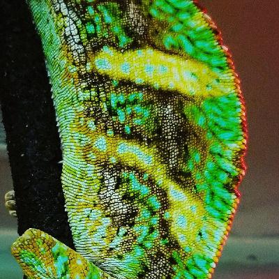 Episode 2: Veiled Chameleons