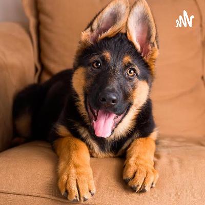 Cosas interesantes de los pastores alemanes