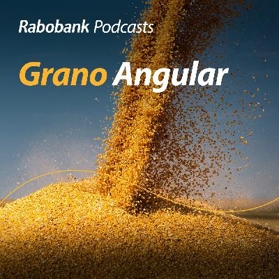 Maíz y granos bajo presión… y lo mismo pollo Maíz y granos bajo presión… y lo mismo pollo