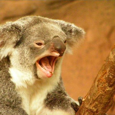 Episode 68 - Koala Super Chlamydia - Feb 18, 2021