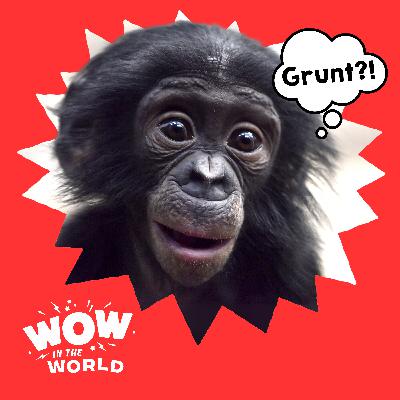 It's All Bonobo to Me: How to Talk Like an Ape! (9/15/25)