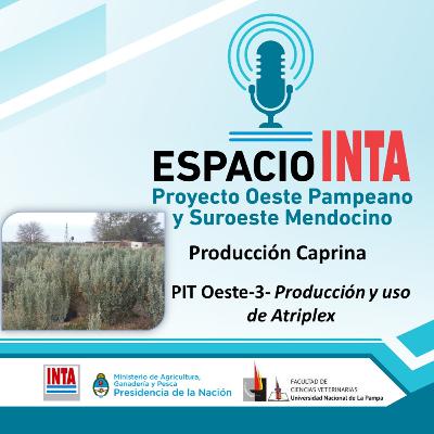 PIT Oeste-3- Atriplex PIT Oeste-3- Atriplex