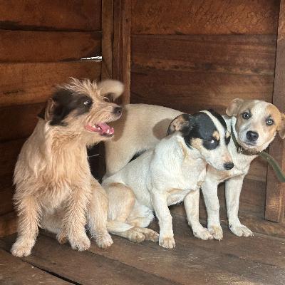 Words of Power: Ecclesiates 5:1-7 (ft Oreo, Khule and Brownie) Words of Power: Ecclesiates 5:1-7 (ft Oreo, Khule and Brownie)