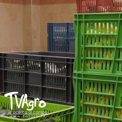 Así se combate el desperdicio de alimentos en Bogotá Corabastos - TvAgro por Juan Gonzalo Angel Así se combate el desperdicio de alimentos en Bogotá Corabastos - TvAgro por Juan Gonzalo Angel