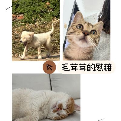 我开始理解为何当代年轻人都养猫了! 我开始理解为何当代年轻人都养猫了!