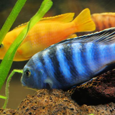 The Cichlids of the African Rift Lakes The Cichlids of the African Rift Lakes