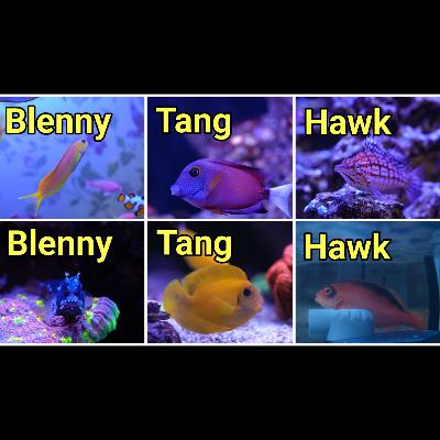 How to Keep Multiples of the Same Fish | The Prestige Reef Dork Show Ep 123