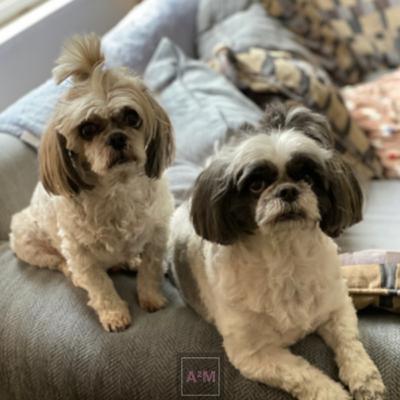 Feelings of Failure, Furbabies, and Frustration Ramblings