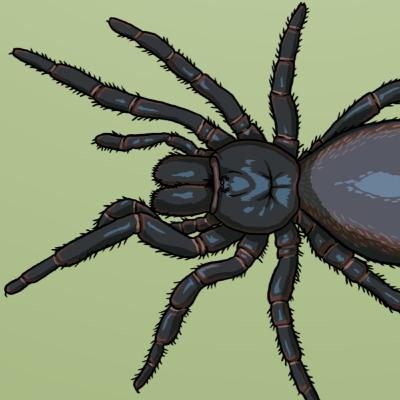 An All-Aussie Arachnid
