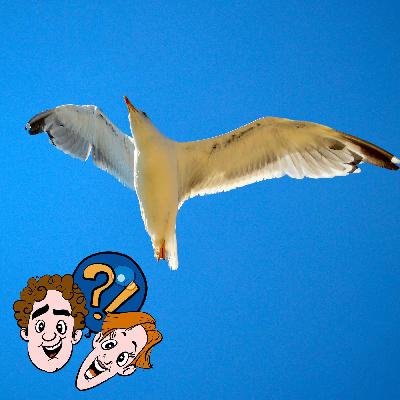 Wie langsam können Vögel fliegen, bevor sie vom Himmel fallen?