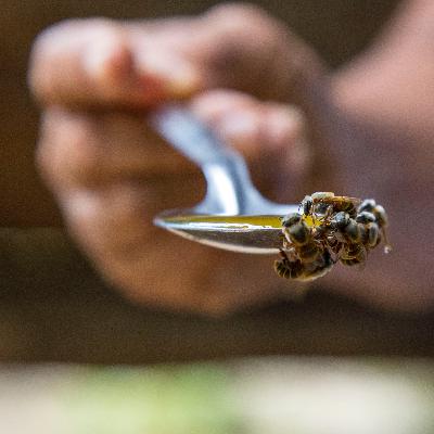 Programa 147. Abejas, vida y equilibrio