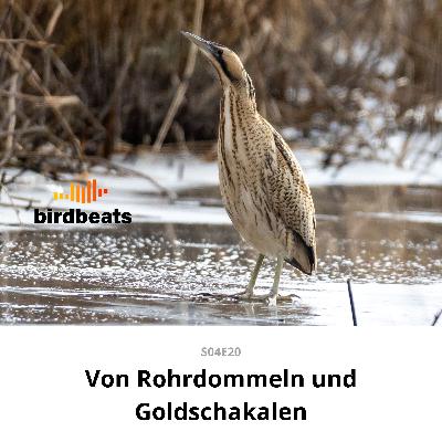 Wenn der Goldschakal die Rohrdommeln verscheucht Wenn der Goldschakal die Rohrdommeln verscheucht