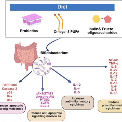 Probiotic Bifidobacterium May Boost Cancer Treatment and Suppress Tumors