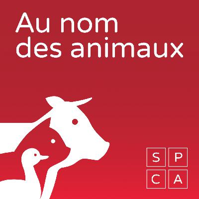 L’amitié chez les vaches