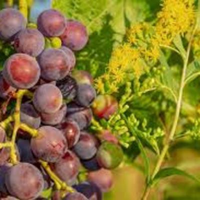The Harvest and the Seven Bowls