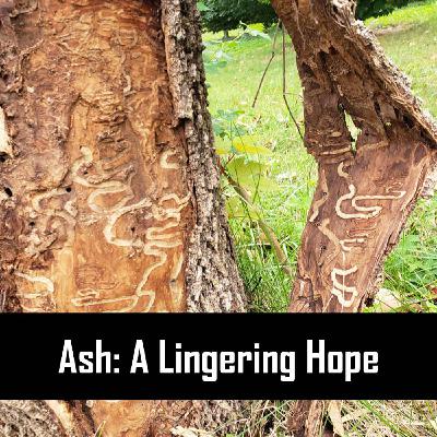S.5 Ep.3: Ash: A Lingering Hope