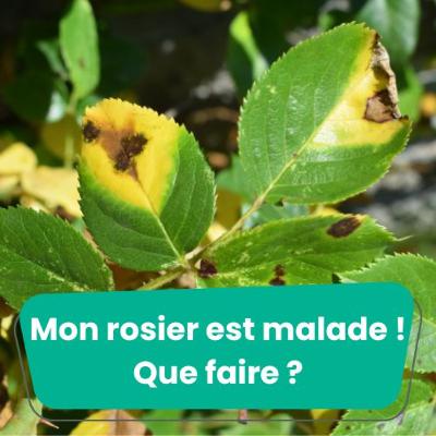 Mon rosier est malade ! Que faire ?