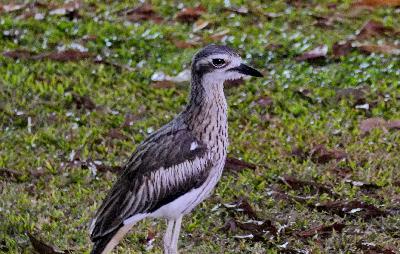 Birding Cape York in Far North Queensland – Cairns