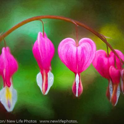 Creative Photography in the Garden with Jamie Konarski Davidson