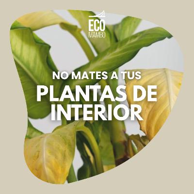 No mates tus plantas de interior