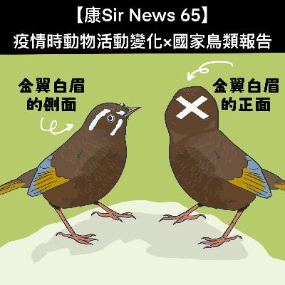 【康Sir News 65】疫情時動物活動變化×國家鳥類報告