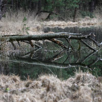 CITES COP20: Hat Deutschland genug Naturschutzgebiete? CITES COP20: Hat Deutschland genug Naturschutzgebiete?