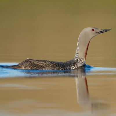 The Final Exam The Final Exam