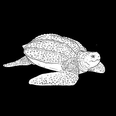 The Leatherback Turtle