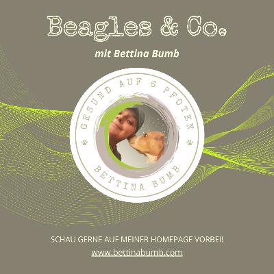 Kommt nicht, gibt‘s nicht, wie schaffst Du es, dass Dein Hund abrufbar ist und nicht jagen geht!