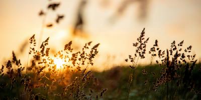 Cuando el cielo gobierna, la gratitud florece