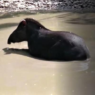 Harry Rojas encuentro con dantas (Tapirus bairdii) y sainos (Pecari tajacu)