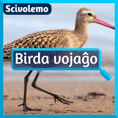 La plej longdistanca birda flugo