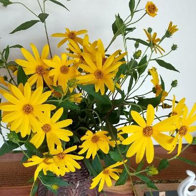 菊芋の花250927