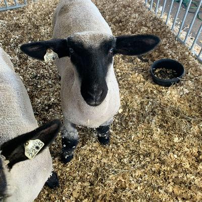Morning Ag News, November 11, 2025: Lamb imports are hurting the domestic market