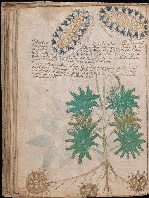 The Inexplicable Voynich Manuscript