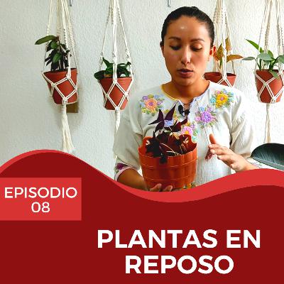 08 | Plantas en reposo - Oxalis triangularis y Alocasia