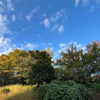 ハンバートの「国語」とキンモクセイ探しの話 ハンバートの「国語」とキンモクセイ探しの話