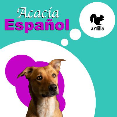 1.1 Audio Lesson - Acacia Español