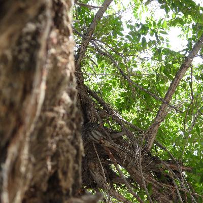 24 如何找鸟以及其他 24 如何找鸟以及其他