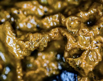 Biofilms – they’re everywhere