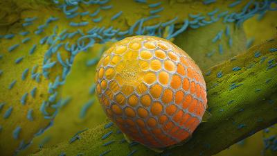 Hidden miracles of the natural world | Louie Schwartzberg