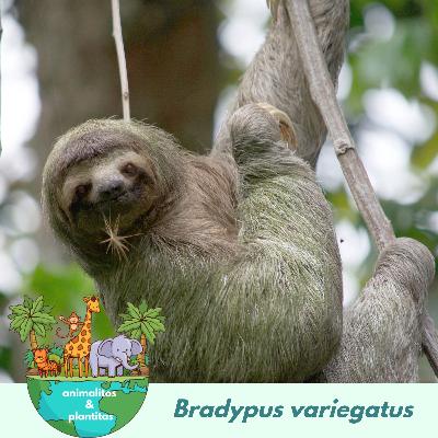 EP12 El animal más lento del mundo