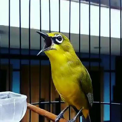 Pleci Gacor Ngalas Edan Rasa Kenari