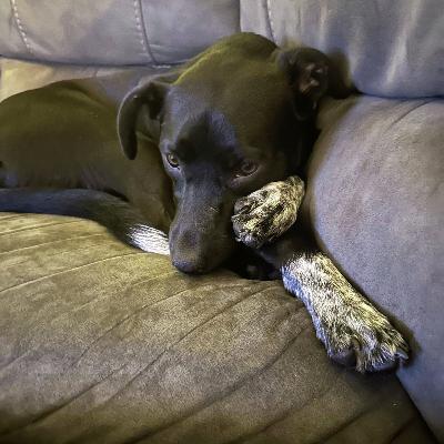 Taking the Wrong Dog Home from Doggy Daycare?!