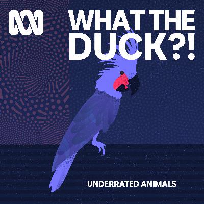 Underrated animals: Palm Cockatoo