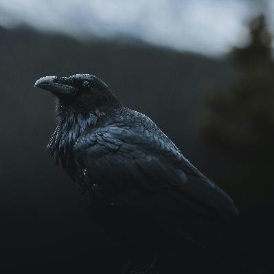 The Raven, A Dramatic Reading