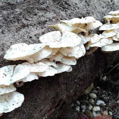 Bergerak Jujur dengan Pengetahuan yang sederhana
