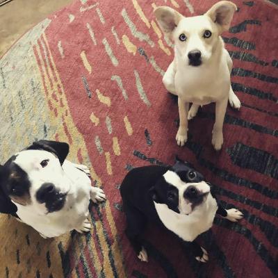 Episode 41: “My Awareness Changed”: Client Spotlight on Bob, Diesel, and Bonnie
