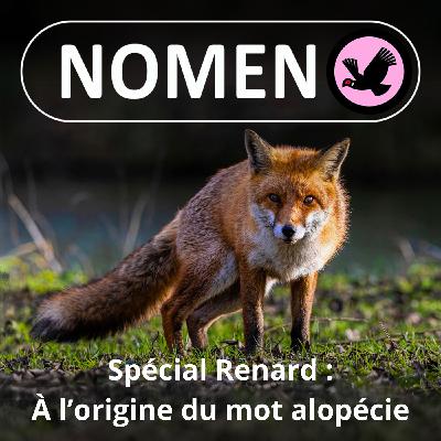 SPÉCIAL Renard : À l'origine du mot alopécie