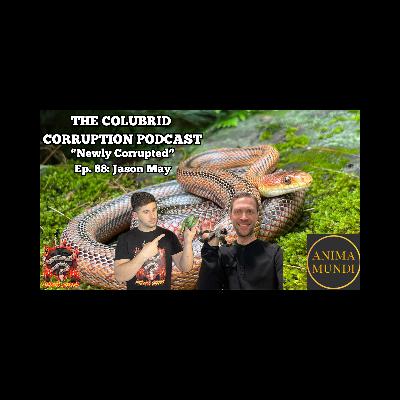 Why Are Baird's Rat Snakes So Cool? w/ Jason May | Newly Corrupted - Colubrid Corruption | Ep. 88